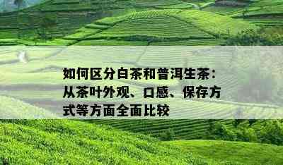 如何区分白茶和普洱生茶：从茶叶外观、口感、保存方式等方面全面比较