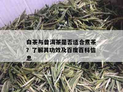 白茶与普洱茶是否适合煮茶？了解其功效及百度百科信息