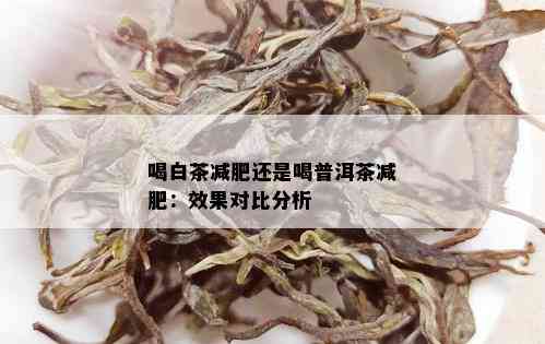 喝白茶减肥还是喝普洱茶减肥：效果对比分析