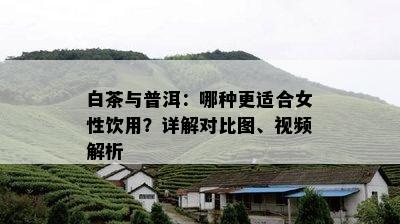 白茶与普洱：哪种更适合女性饮用？详解对比图、视频解析