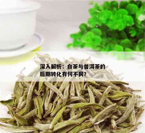 深入解析：白茶与普洱茶的后期转化有何不同？