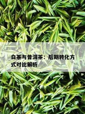 白茶与普洱茶：后期转化方式对比解析