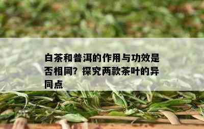 白茶和普洱的作用与功效是否相同？探究两款茶叶的异同点