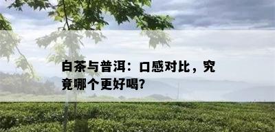 白茶与普洱：口感对比，究竟哪个更好喝？