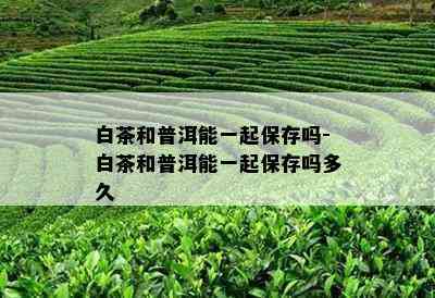 白茶和普洱能一起保存吗-白茶和普洱能一起保存吗多久