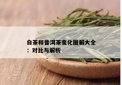 白茶和普洱茶变化图解大全：对比与解析