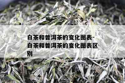 白茶和普洱茶的变化图表-白茶和普洱茶的变化图表区别