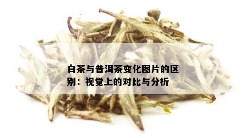 白茶与普洱茶变化图片的区别：视觉上的对比与分析