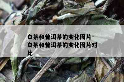 白茶和普洱茶的变化图片-白茶和普洱茶的变化图片对比