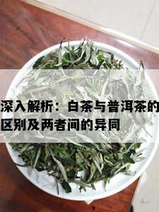 深入解析：白茶与普洱茶的区别及两者间的异同