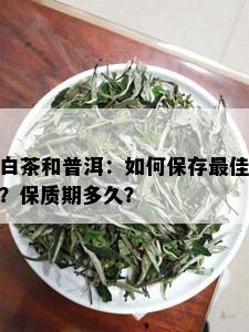 白茶和普洱：如何保存更佳？保质期多久？