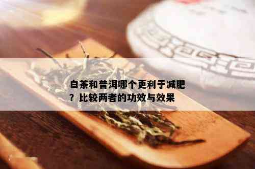 白茶和普洱哪个更利于减肥？比较两者的功效与效果