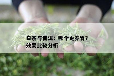 白茶与普洱：哪个更养胃？效果比较分析