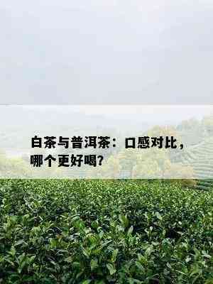 白茶与普洱茶：口感对比，哪个更好喝？