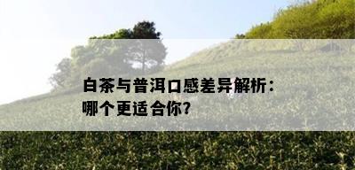 白茶与普洱口感差异解析：哪个更适合你？