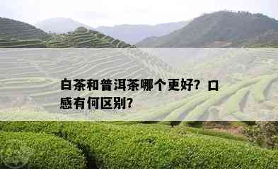 白茶和普洱茶哪个更好？口感有何区别？