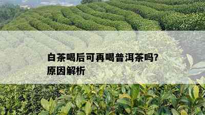 白茶喝后可再喝普洱茶吗？原因解析