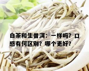 白茶和生普洱：一样吗？口感有何区别？哪个更好？