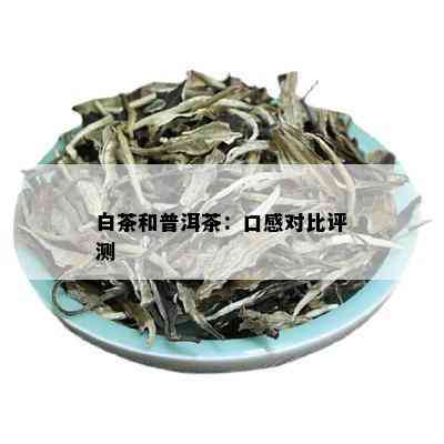 白茶和普洱茶：口感对比评测