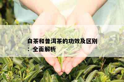 白茶和普洱茶的功效及区别：全面解析