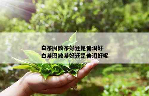 白茶囤散茶好还是普洱好-白茶囤散茶好还是普洱好呢