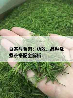 白茶与普洱：功效、品种及煮茶搭配全解析