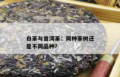 白茶与普洱茶：同种茶树还是不同品种？