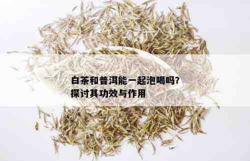 白茶和普洱能一起泡喝吗？探讨其功效与作用