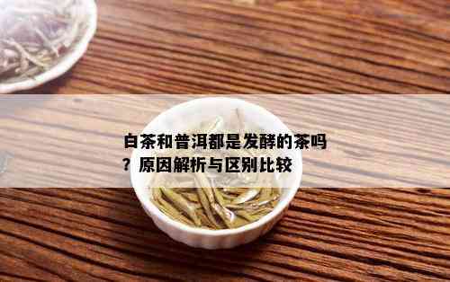 白茶和普洱都是发酵的茶吗？原因解析与区别比较