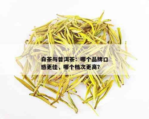 白茶与普洱茶：哪个品牌口感更佳，哪个档次更高？