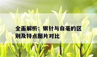 全面解析：银针与白毫的区别及特点图片对比