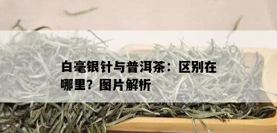 白毫银针与普洱茶：区别在哪里？图片解析