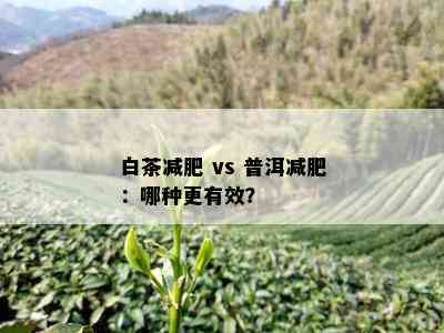 白茶减肥 vs 普洱减肥：哪种更有效？