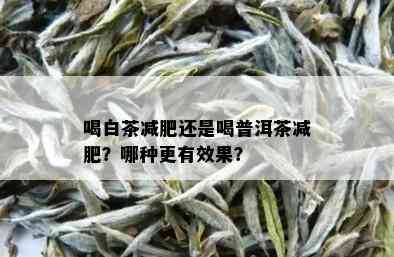 喝白茶减肥还是喝普洱茶减肥？哪种更有效果？