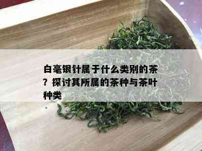 白毫银针属于什么类别的茶？探讨其所属的茶种与茶叶种类