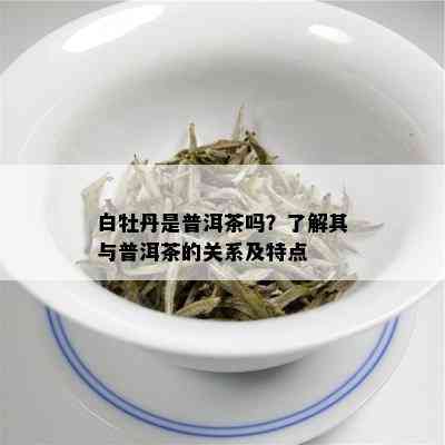 白牡丹是普洱茶吗？了解其与普洱茶的关系及特点