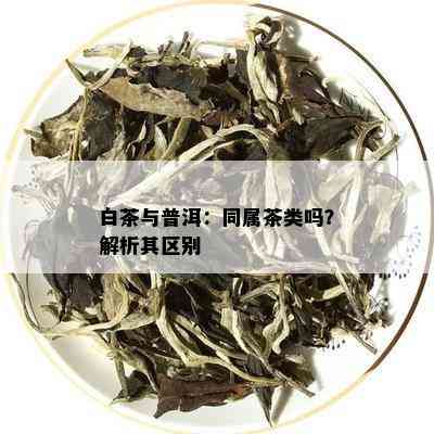 白茶与普洱：同属茶类吗？解析其区别