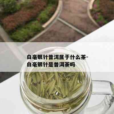 白毫银针普洱属于什么茶-白毫银针是普洱茶吗