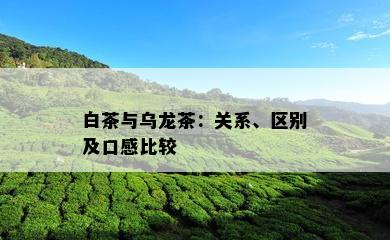 白茶与乌龙茶：关系、区别及口感比较