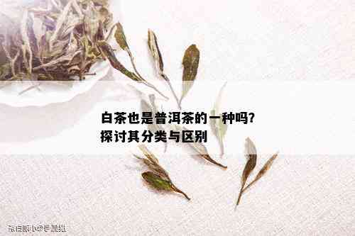 白茶也是普洱茶的一种吗？探讨其分类与区别