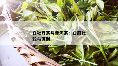 白牡丹茶与普洱茶：口感比较与区别