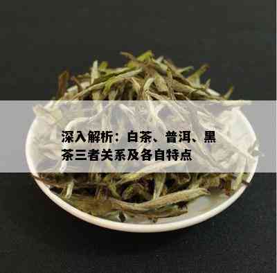 深入解析：白茶、普洱、黑茶三者关系及各自特点