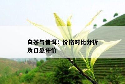 白茶与普洱：价格对比分析及口感评价