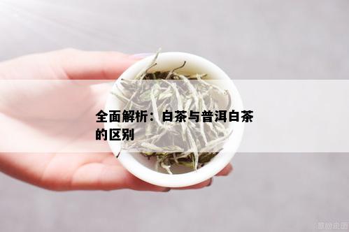 全面解析：白茶与普洱白茶的区别