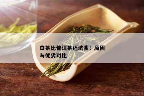 白茶比普洱茶还坑爹：原因与优劣对比