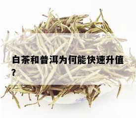 白茶和普洱为何能快速升值？