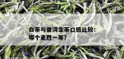 白茶与普洱生茶口感比较：哪个更胜一筹？