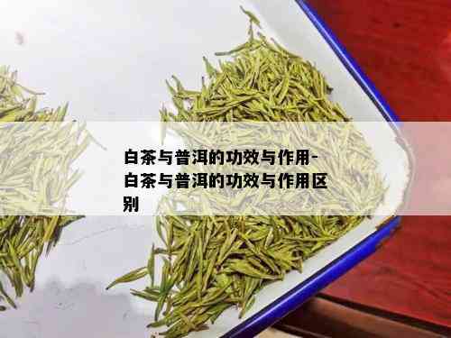 白茶与普洱的功效与作用-白茶与普洱的功效与作用区别