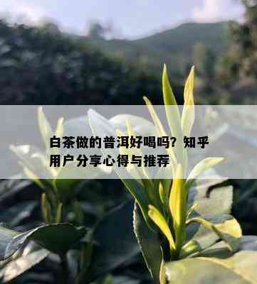 白茶做的普洱好喝吗？知乎用户分享心得与推荐