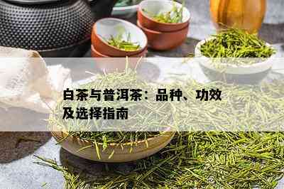 白茶与普洱茶：品种、功效及选择指南